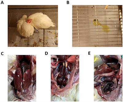 Pathogenicity and molecular characteristics of fowl adenovirus serotype 4 with moderate virulence in Guangxi Province, China